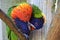 Closeup of a rainbow lorikeet parrot perched on a branch