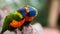 Closeup of rainbow lorikeets perching on wood and kissing each other