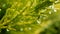 Closeup of a raindrop hanging of a cypress leaf