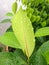 Closeup raindrops on back green leaf
