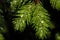 Closeup Of Raindrops On An Eastern Hemlock