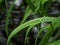 Closeup of raindrops on a fern at summer, copy space