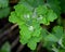 A closeup of raindrops, on green celandine leaves