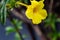 Closeup of Raindrops with reflection on a golden trumpet Allamanda flower