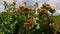 Closeup Rambutan Flowers on Large Bush in Blossom