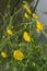 Closeup of Ranunculus acris, meadow buttercup