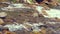 Closeup of rapids. Water flowing over rocks at sunlight. Closeup mountain river