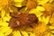 Closeup of the rare ear moth , Amphipoea oculea , on yellow flower
