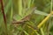 Closeup on the rare and endangered Steppe Grasshopper, Chorthippus dorsatus sitting in the vegetation