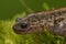 Closeup on the rare Japanese Hondo streamside salamander, Hynobius kimura