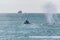 Closeup Rare sighting of mother humpback whale, swimming with baby in San Francisco Bay