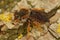 Closeup on the rare Spotted red-resin solitary bee, Rhodanthidium sticticum