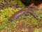 Closeup on the rare spotted Shahami salamander, Hynobius naevius, endemic to Japan