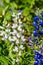 Closeup of Rare White Bluebonnets