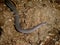 Closeup on a rarely photograhped African Amphibian Caecilian, Geotrypetes seraphinii in muddy soil