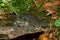 Closeup on the rarely photographed Chinese Yiwu hynobiid salamander, Hynobius yiwuensis