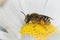 Closeup on a rarely photographed small female mining bee, Andrena albofasciata, sitting on a yellow flower