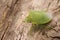 Closeup on a the rarely photographed small green Mediterranean pentatomid shieldbug Acrosternum millieri