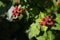 Closeup Raspberries. Growing Organic Berries. Ripe raspberry in the fruit garden. Shallow depth of field. Copyspace.