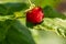 Closeup of raspberry. Juicy Raspberry. Garden fruits. Healthy food