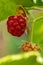 Closeup of raspberry. Juicy Raspberry. Garden fruits. Healthy food