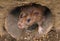 Closeup of a rat looking toward the camera from sewer