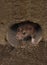 Closeup of rat on a sewer