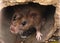 Closeup of rat on a sewer could bee seen from drain grate