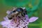 Closeup on a rather large solitary bee, Melitturga clavicornis, drinking nectar from a pink scabious lower