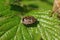 Closeup on a rather new migrant species , Holcogaster fibulata sitting on a green leaf