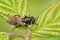 Closeup on the rather rare Wood-vase Hoverfly, Myolepta dubia, sitting on a green leaf