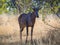 Closeup of rather ugly African hartebeest antelope in Moremi National Park, Botswana