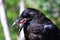 Closeup of a raven catching a fly on its sticky tongue