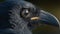 Closeup of raven eye. Macro of bird eye. Generative AI