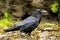 Closeup of a raven on the ground in the Khutzeymateen Grizzly Bear Sanctuary, Canada