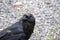 A closeup Raven perching on the ground.