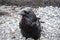 A closeup Raven perching on the ground.