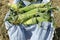 Closeup of raw corn on the blue rustic apron.Fresh harvest