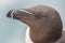 Closeup of a razorbill on the Latrabjarg cliffs, Western Fjords, Iceland