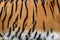 Closeup real tiger skin texture. Tiger fur background image background