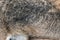 Closeup real wolf fur texture