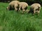 Closeup rear photo of ram Hampshire sheep grazing in a lush bright green grass field