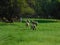 A closeup rear view, of cute little fat, porky lamb sheep running through green grass fields and pastures