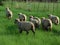 A closeup rear view, of a herd of adorable lamb sheep walking through green grass fields and pastures