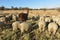 A closeup rear view of a herd of ewe sheep grazing with a large brown Llama