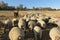 A closeup rear view of a herd of ewe sheep grazing with a large brown Llama