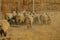 Closeup rear view of rams running down a grass hilltop