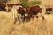 Closeup rearview of brown and white horned cows on dry grass grazing