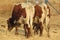 Closeup rearview of brown and white horned cows on dry grass grazing