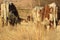 Closeup rearview of brown and white horned cows on dry grass grazing